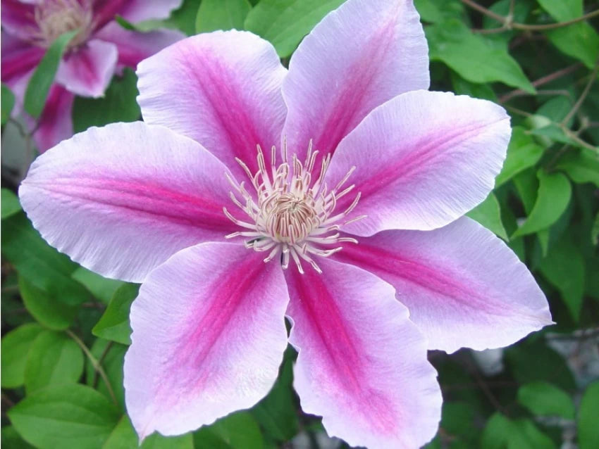 Clematis lilla blomsterfrø til plantning - 100 stk