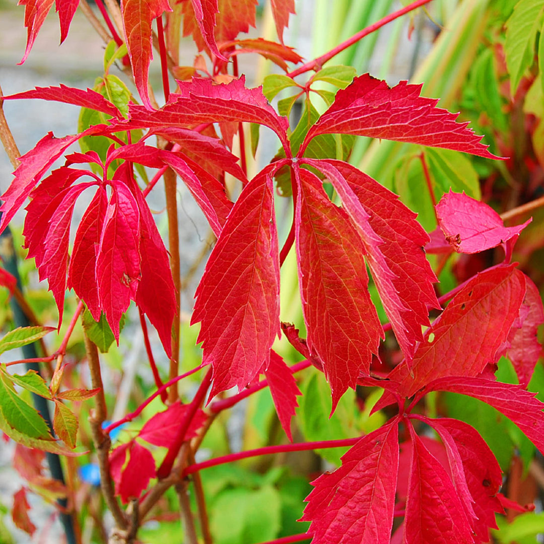 Parthenocissus Seeds for Planting – Organic, Heirloom, Non-GMO Climbing Plant Seeds