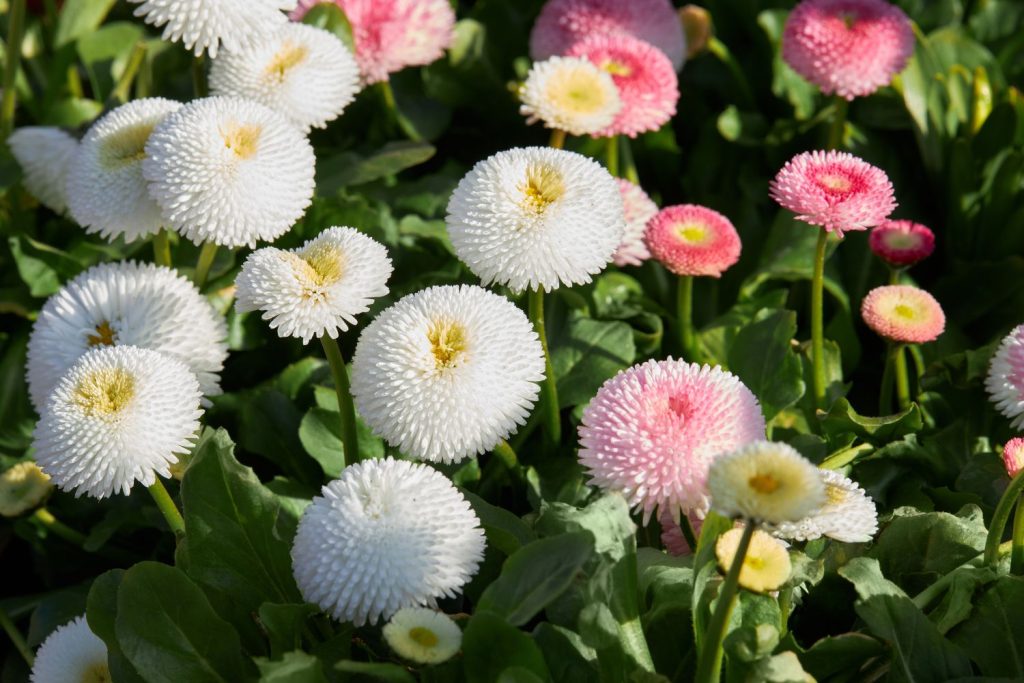 Heirloom Non-GMO Pink White Bellis Perennis Flower Seeds for Garden Borders Planting