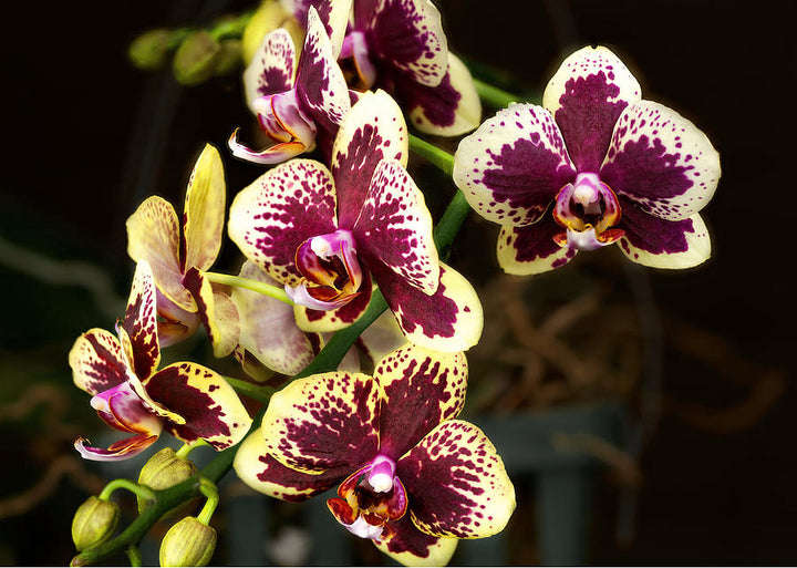 Yellow & Purple Phalaenopsis Orchid Seeds for Planting - 100 pcs