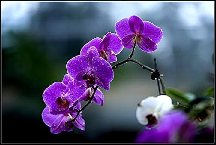 Violet Butterfly Orchid Flower Seeds for Planting - 100 pcs