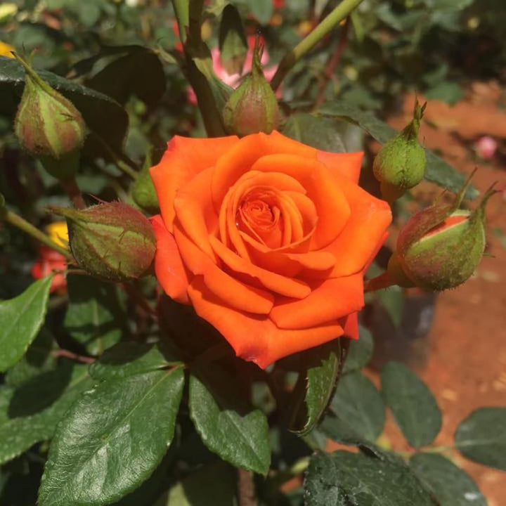 Orange Miniature Rose Heirloom Non-GMO Seeds for Planting – Vibrant Color
