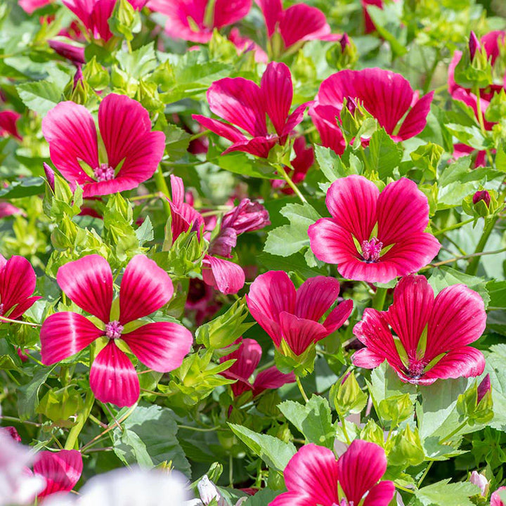 Malope Pink Flower Seeds for Planting – Organic, Heirloom, Non-GMO Blooming Seeds