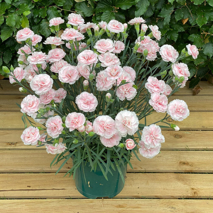 Baby Pink Dianthus Flower Seeds for Planting - 100 pcs