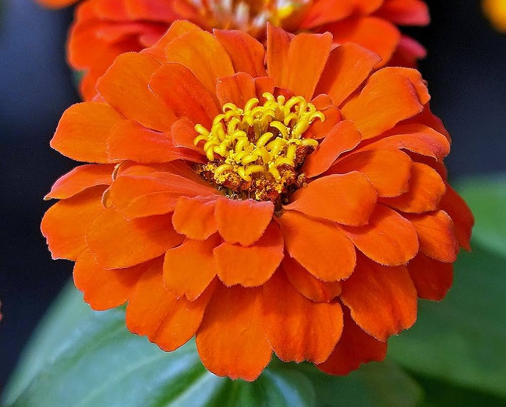 Orange Anthemoides Blomsterfrø til udplantning - 100 stk