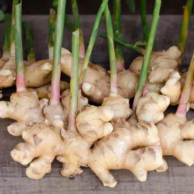 Heirloom Non-GMO Brown Ginger Flower Seeds – Rare Exotic Blooms for Garden Planting | High Germination Organic Seeds