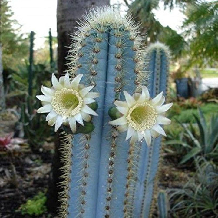 Organic Blue Pilosocereus Flower Seeds for Planting – Heirloom, Non-GMO