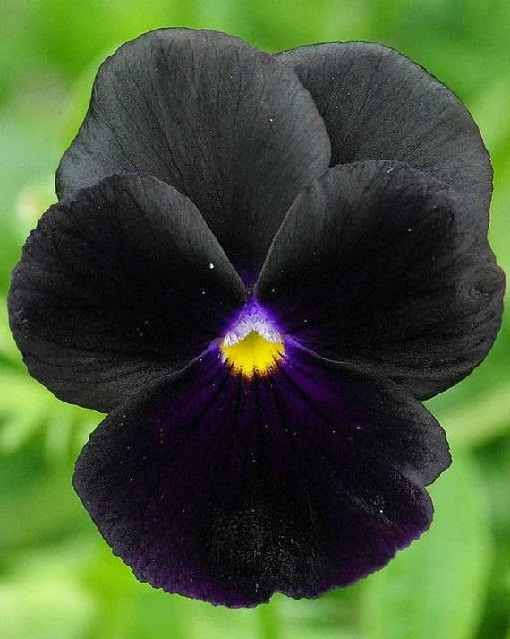 Heirloom Non-GMO Black Viola Flower Seeds for Planting – Unique Dark Blooming Flower Seeds