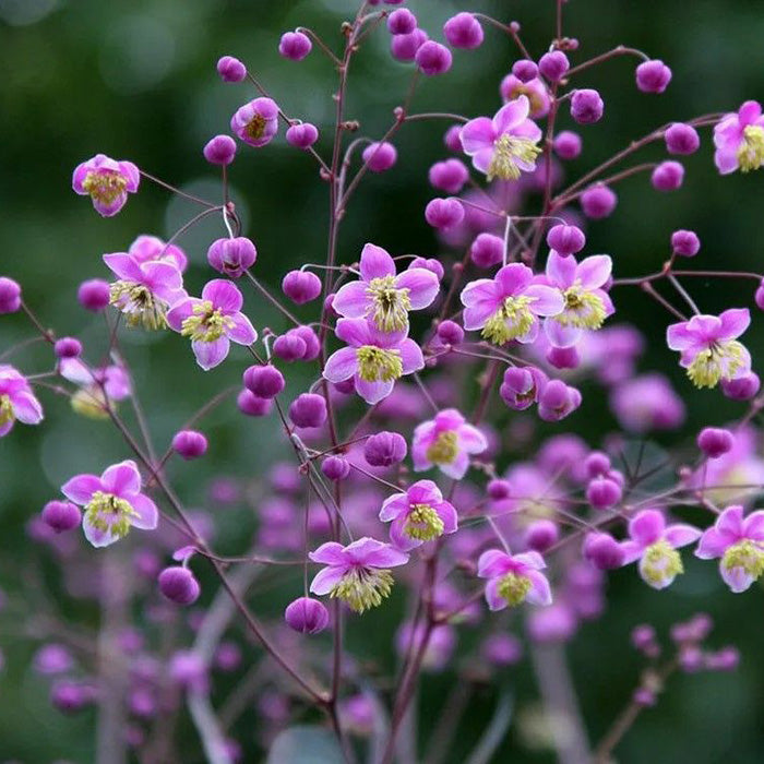 Thalictrum Flower Seeds – Heirloom, Non-GMO Seeds for Planting Delicate Airy Blooms