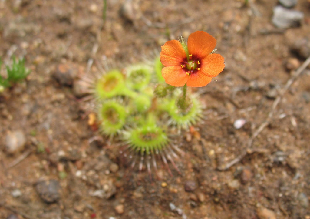 Drosera Glanduligera (Pimpernel Sundew) Plantefrø til plantning - 100 stk.