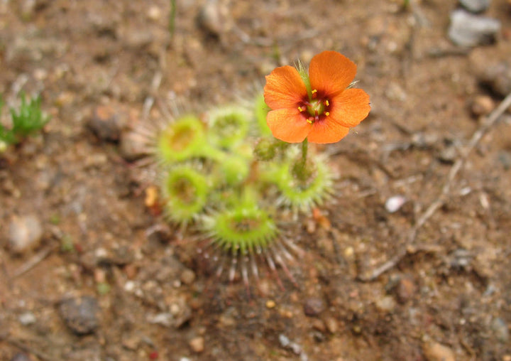 Drosera Glanduligera (Pimpernel Sundew) Plantefrø til plantning - 100 stk.