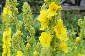 Yellow Woolly Mullein Plant Seeds for Planting - 100 pcs