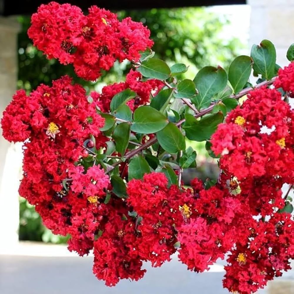 Lagerstroemia Flower Seeds – Heirloom Non-GMO Crape Myrtle Seeds for Colorful Garden Blossoms