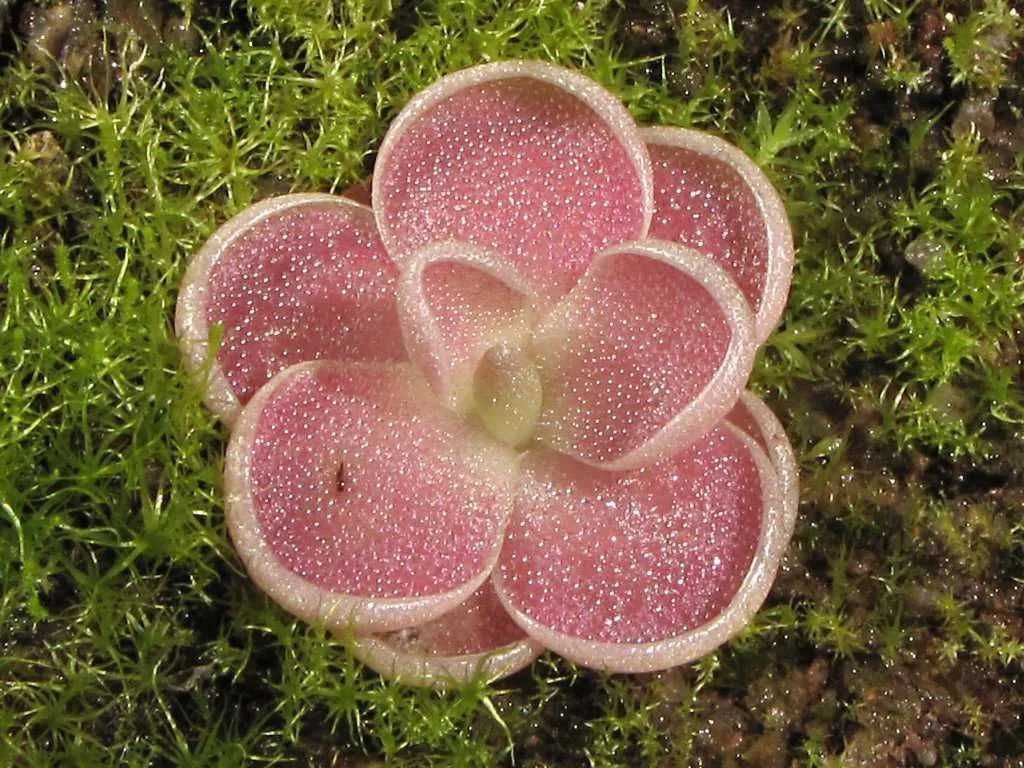 Butterwort Flower Seeds for Planting - 100 pcs