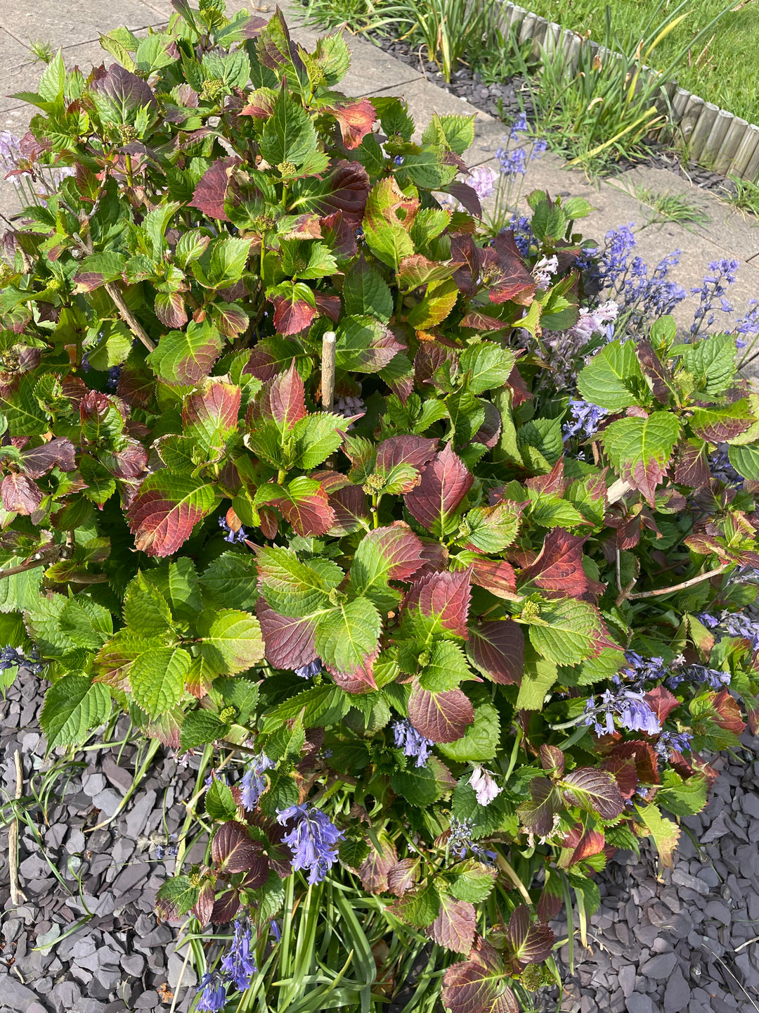 Grøn Rød Hortensia Blomsterfrø til udplantning - 100 stk