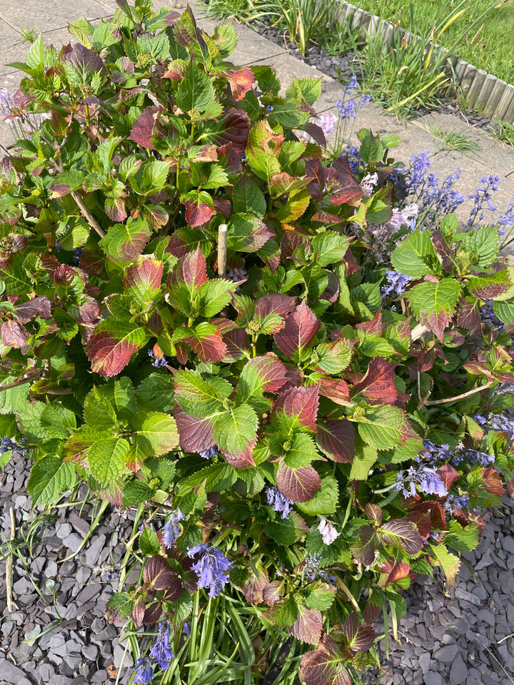 Green Red Hydrangea Flower Seeds for Planting - 100 pcs