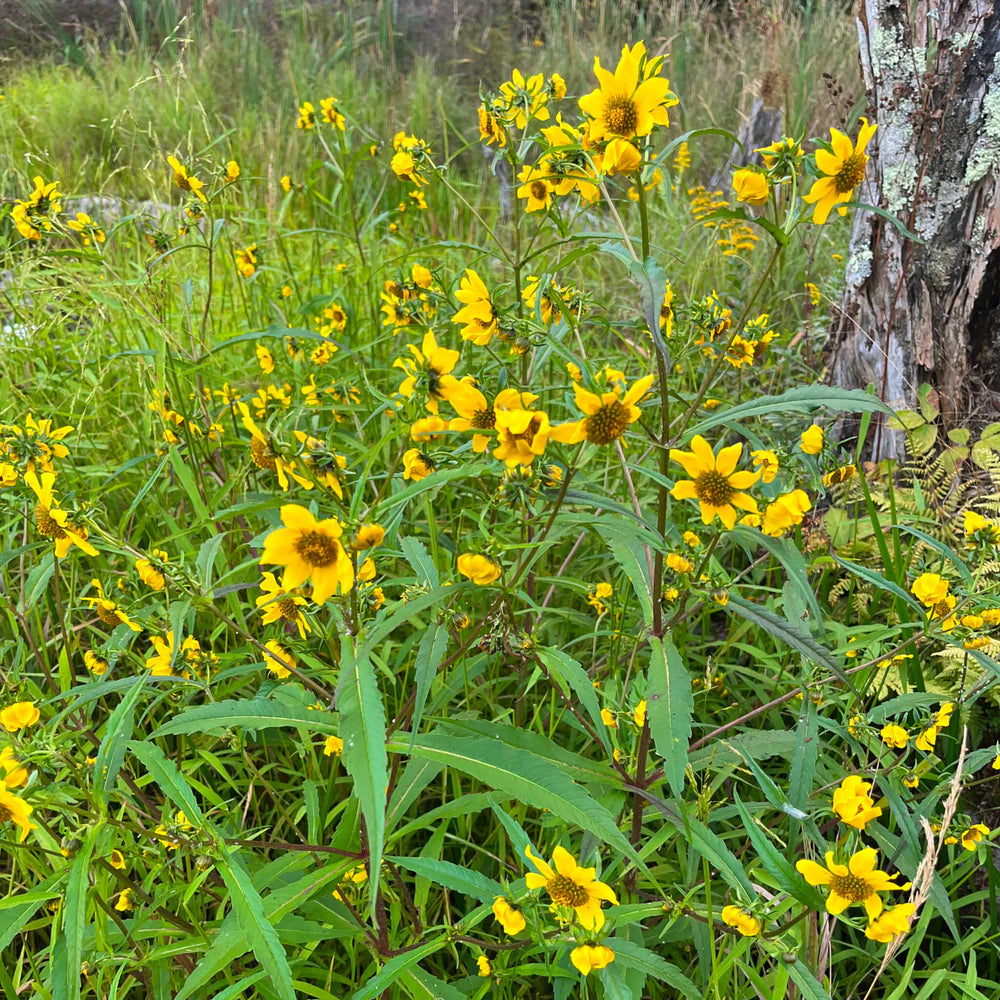 Yellow Bur Marigold Flower Seeds for Planting - 100 pcs