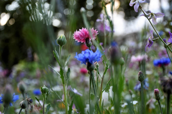 blue deep flower seeds