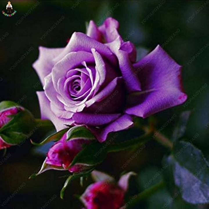 Violet Rose Edge Flower Seeds for Planting, 100 pcs