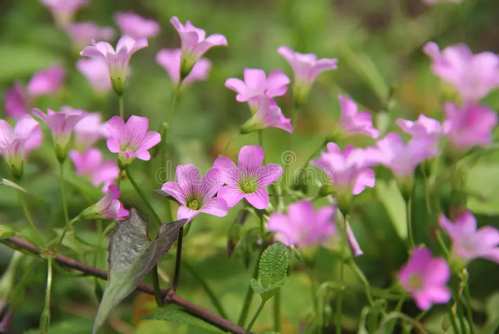 Pink Oxalis Laciniata blomsterfrø til plantning - 100 stk