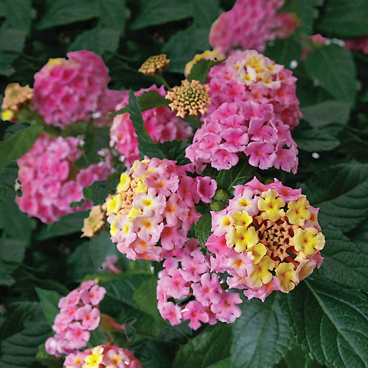 Pink Lantana blomsterfrø til udplantning, 100 stk