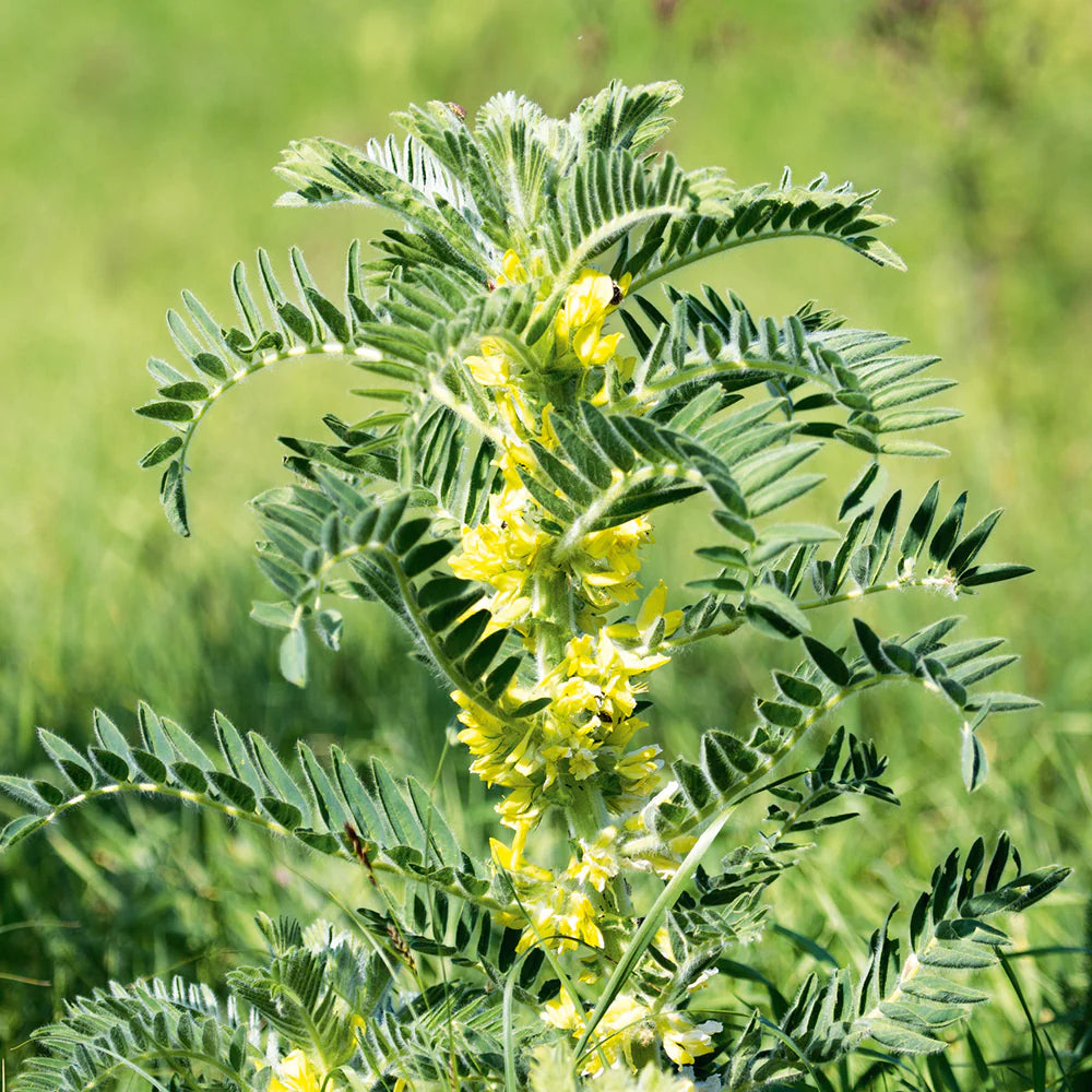 Gul Astragalus plantefrø til udplantning - 100 stk