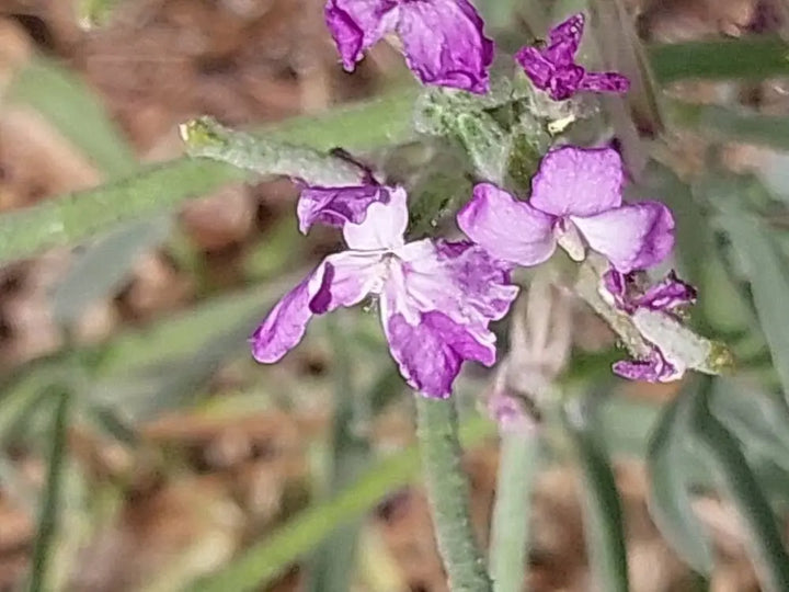 Matthiola Sinuata Flower Seeds for Planting – Heirloom, Non-GMO Stock Flower Seeds for Fragrant Garden Blooms