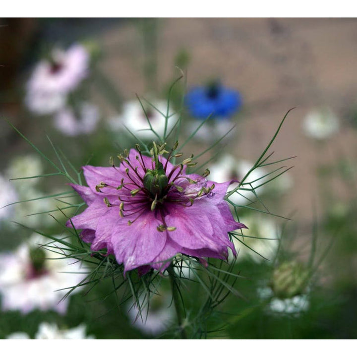 Nigella damascena (Love-in-a-Mist) Flower Seeds for Planting – Heirloom &amp; Non-GMO Blooms for Cottage Gardens &amp; Cut Flower Beds
