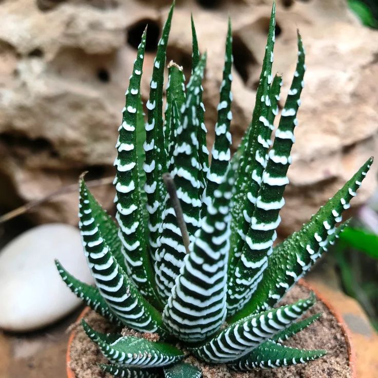 Edible Aloe Vera Plant Dark Green and White Aloe Vera Seeds for Indoor or Outdoor Planting  100 pcs