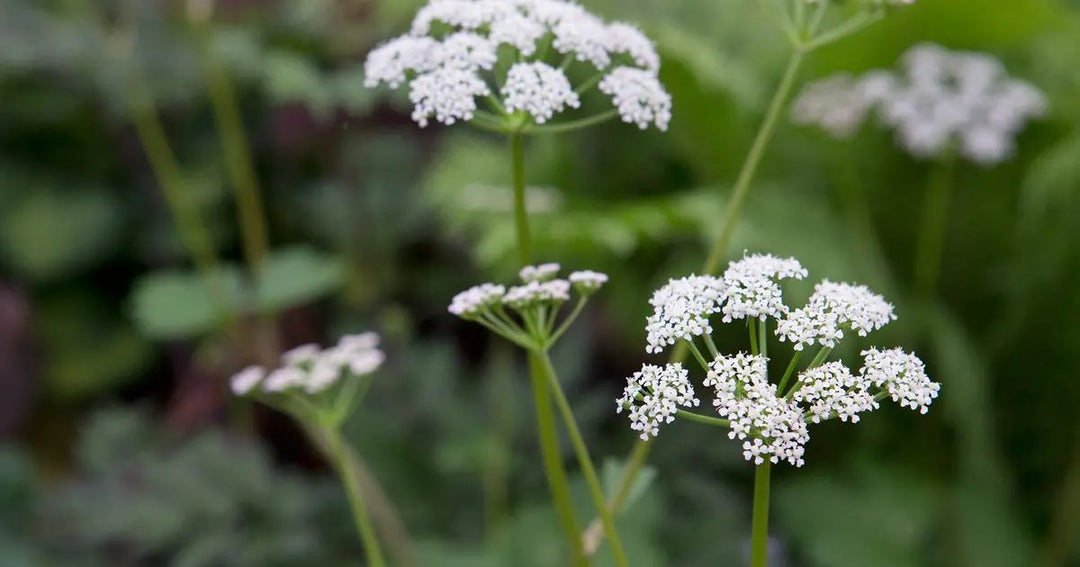 scotch lovage flower seeds