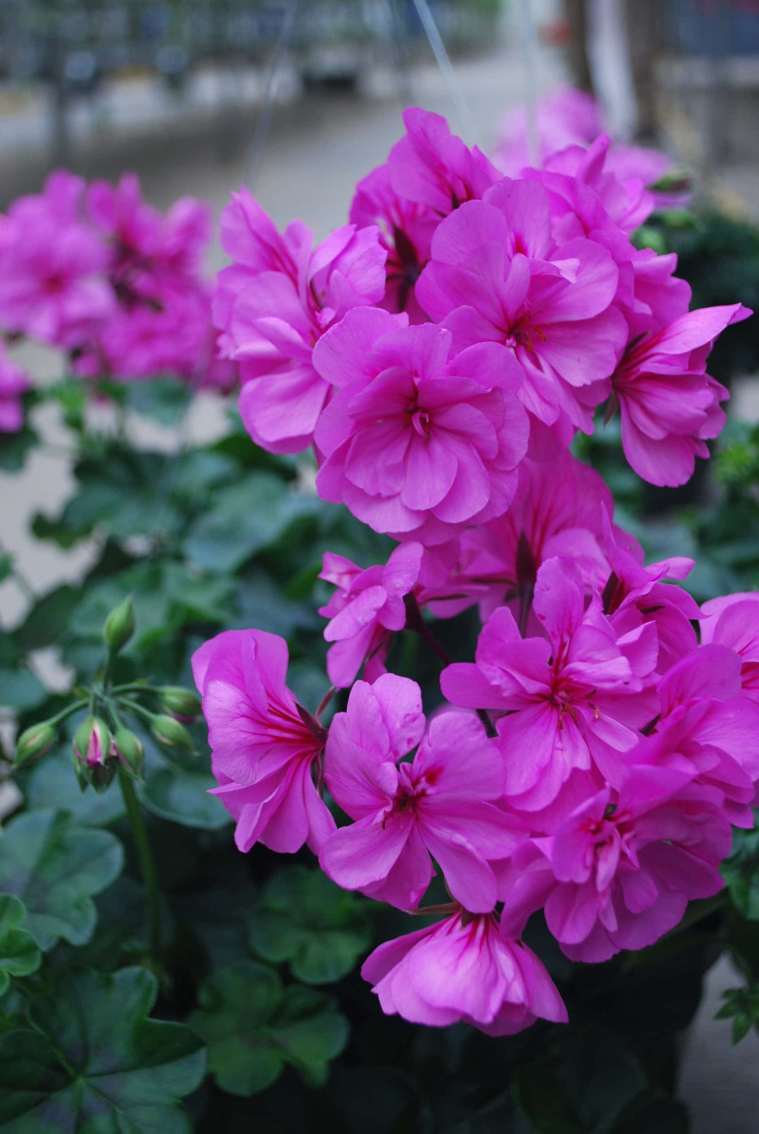 Purple Geranium Ivy Trailing Double Flower Seeds for Planting | Heirloom Non-GMO Organic Garden Seeds