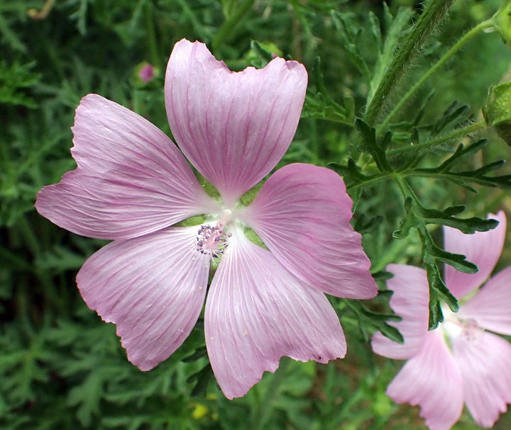 Organic Heirloom Non-GMO Pink Musk Mallow Seeds for Planting – Vibrant Garden Blooms