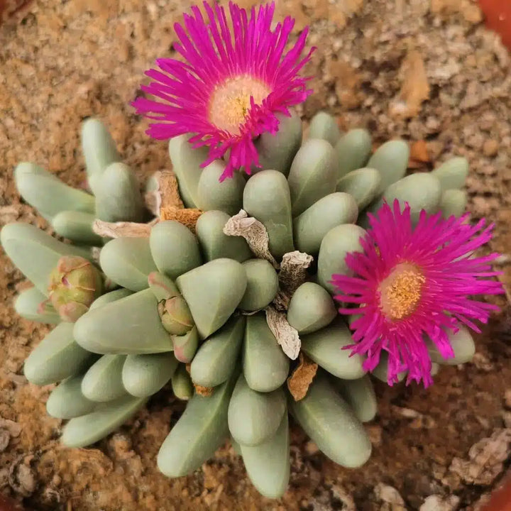 pink argyroderma flower seeds