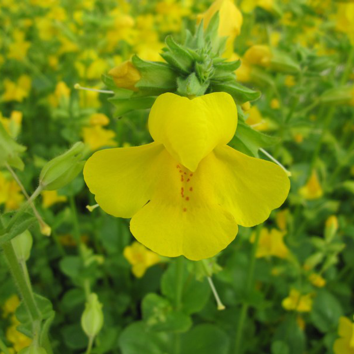 Heirloom Mimulus Guttatus Flower Seeds – Non-GMO Yellow Monkey Flower for Wetland Garden Planting