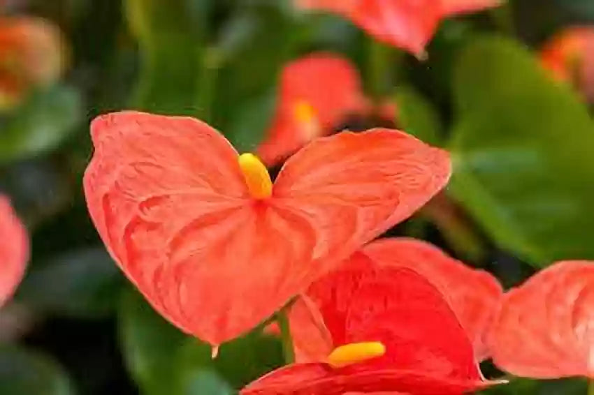 Anthurium Blomsterfrø til Plantning Rød 100 stk