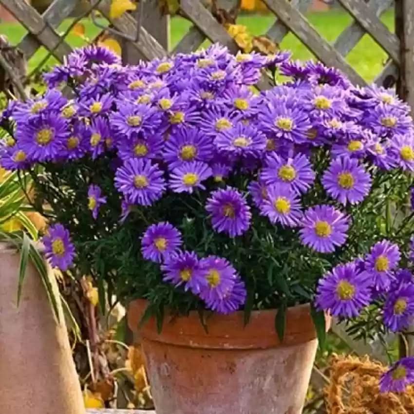 heirloom non flower seeds