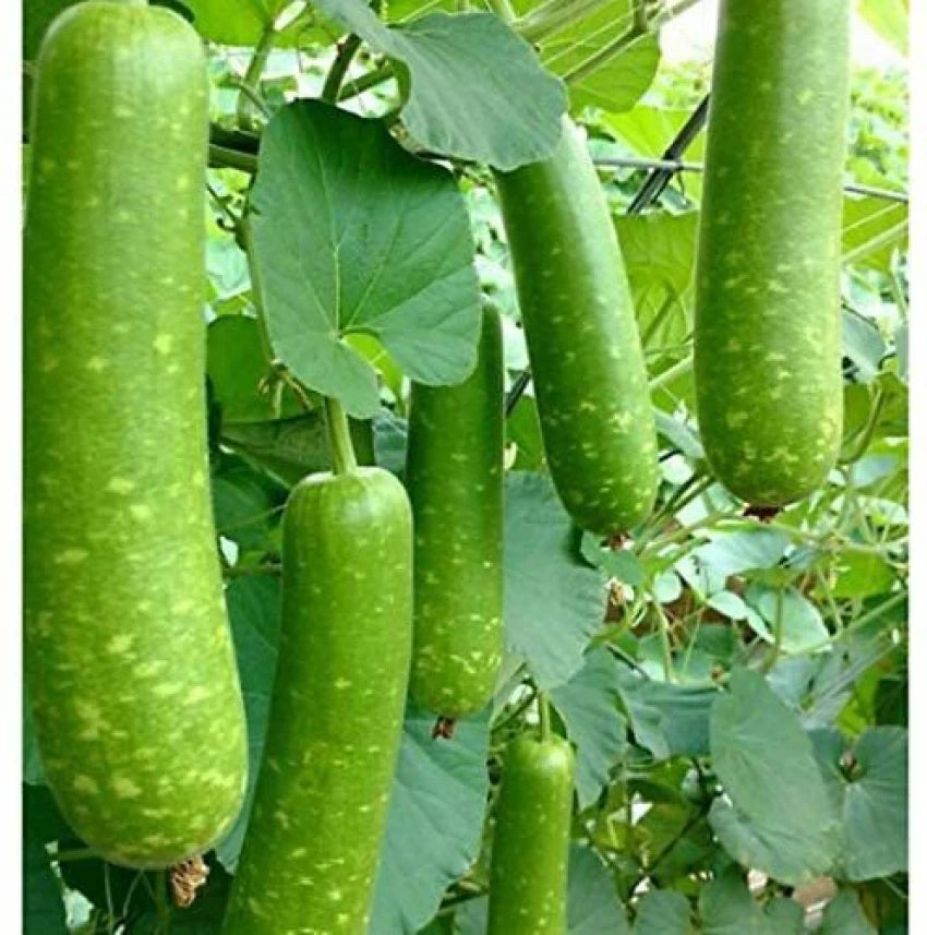 Splorias Bottle Gourd Seeds for Planting, 100 pcs