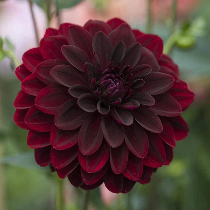 Fresh Dahlia Flower Seeds for Planting, Red 100 pcs