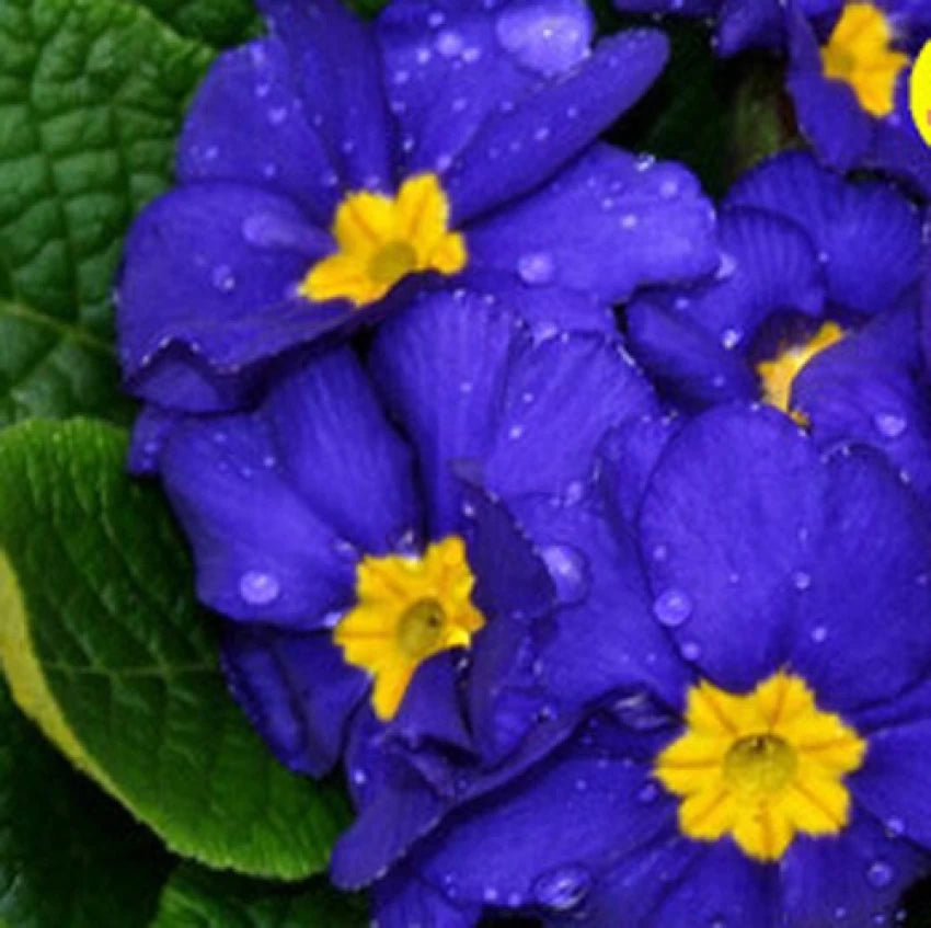 Primula Malacoides Blue Yellow Flower Seeds for Planting - 100 pcs