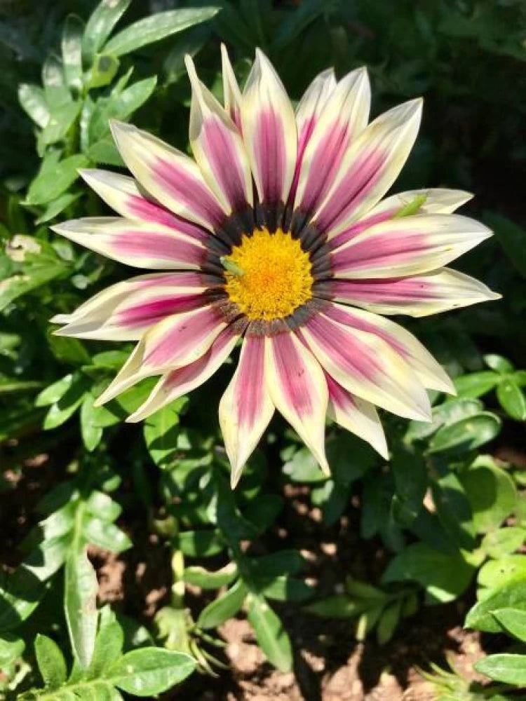 Friske Gazania blomsterfrø til udplantning, Pink Gul 100 stk