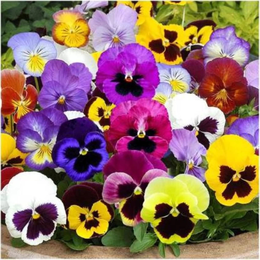 Pansy Flower Seeds for Planting - Mixed Colors 100 pcs