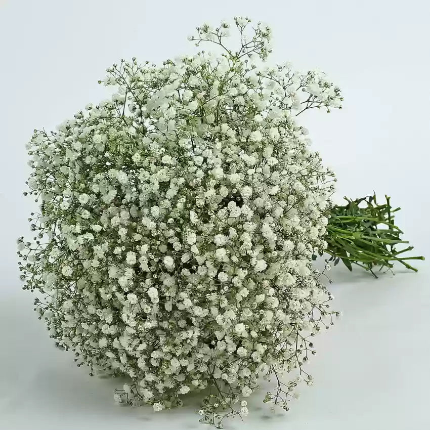 Fersken Gypsophila blomsterfrø til plantning – 100 stk