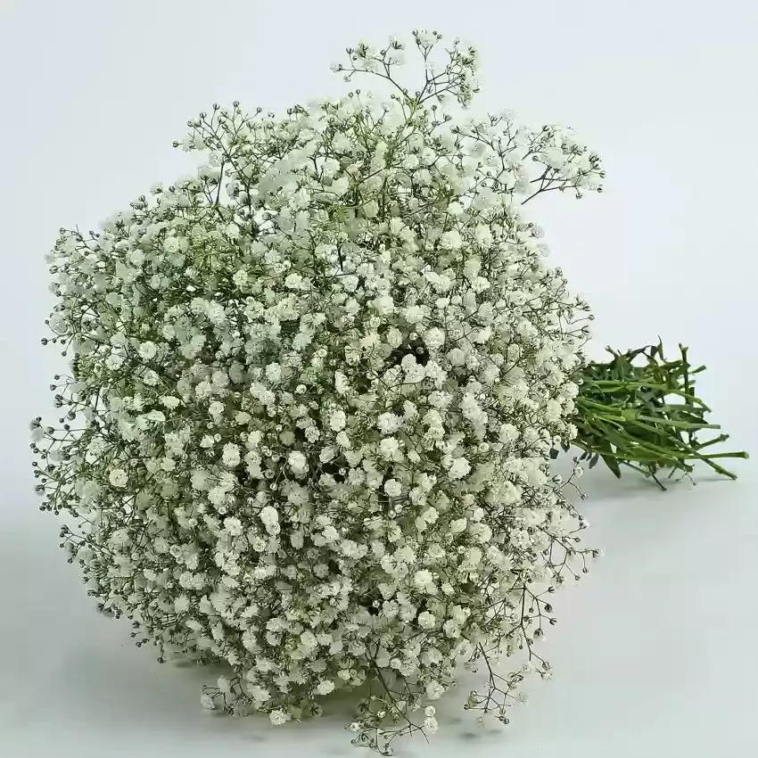 peach gypsophila flower seeds