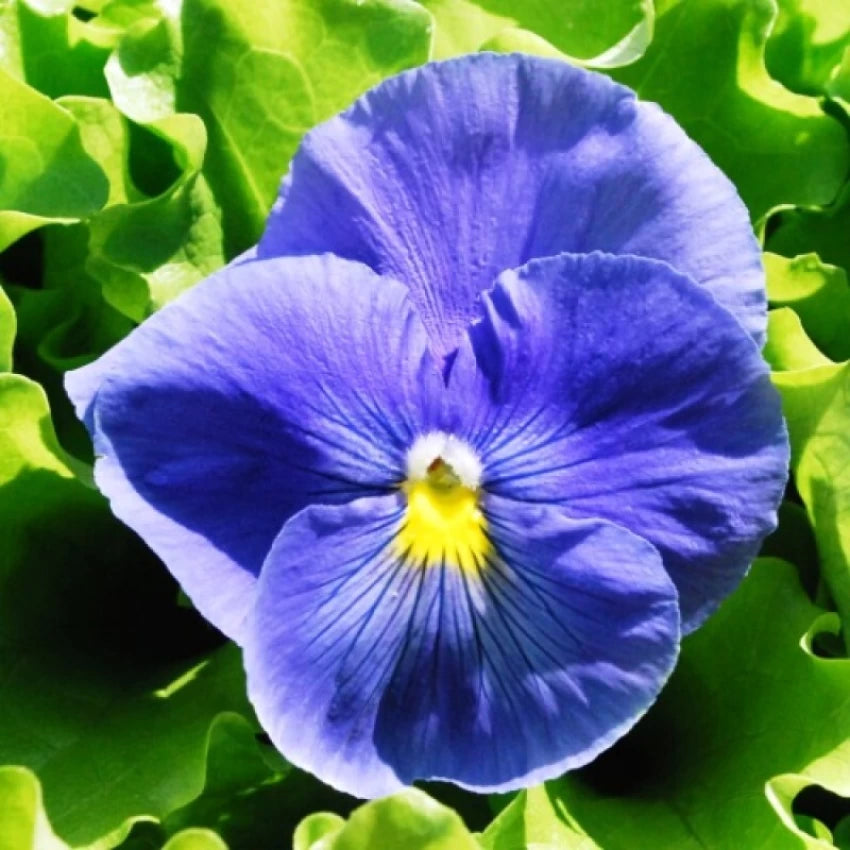 Fresh Pansy Flower Seeds for Planting, Blue 100 pcs