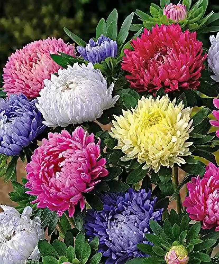 Mixed Crego Flower Seeds for Planting - 100 Pcs