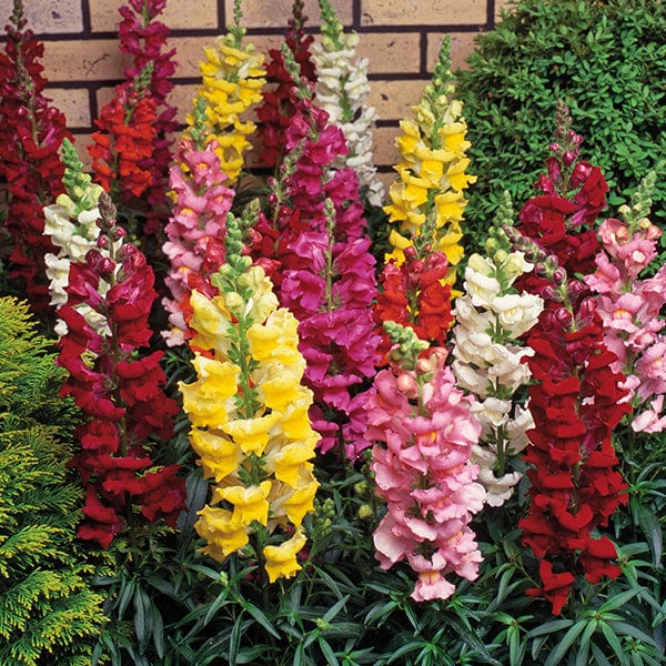 Heirloom Antirrhinum Flower Seeds, Non-GMO, Snapdragon Blooms for Garden Borders