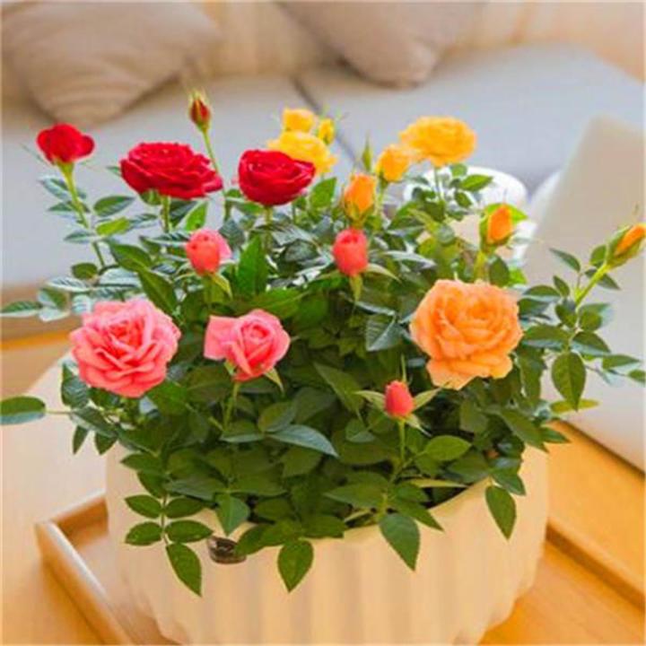 Miniature Rose Mixed Flower Seeds for Planting 100 pcs