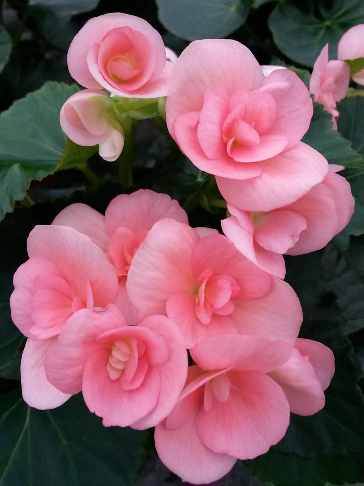 Rose Rieger Begonia Flower Seeds for Planting – Heirloom Non-GMO | High Germination Organic Garden Seeds