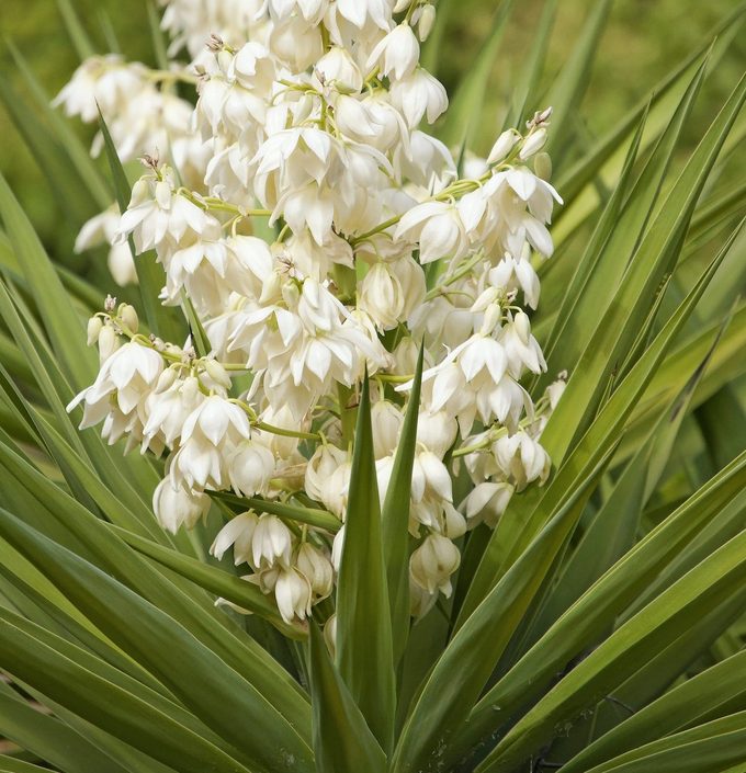 green yucca flower seeds