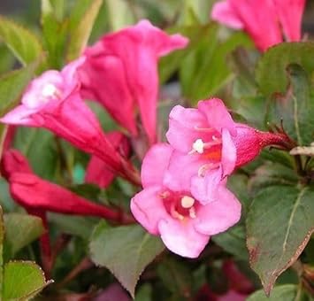 Flower Seeds, Seeds for Planting, Plant Seeds